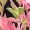 Pink Tropical Flower Print Racer Neck Playsuit